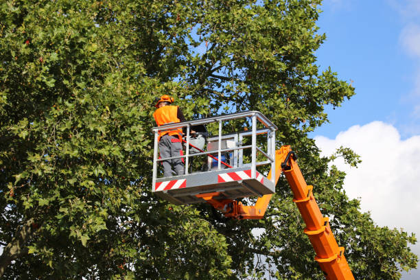 Best Tree Mulching  in Limestone, IL