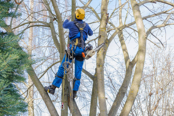Best Lot and Land Clearing  in Limestone, IL