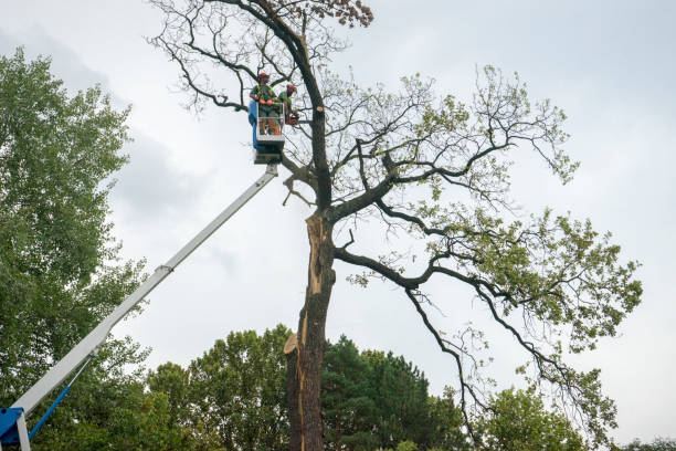 Best Tree Trimming and Pruning  in Limestone, IL